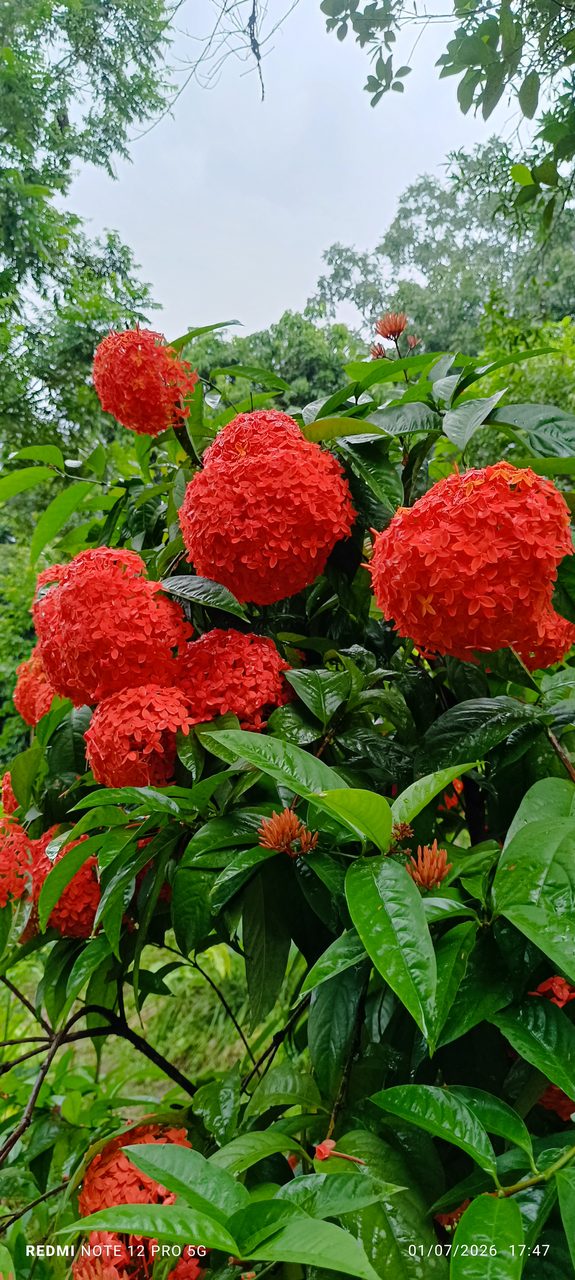ফ্যামিলি রুম দরকার